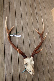 Chris-Trophy-Sika-Head-2_213x320