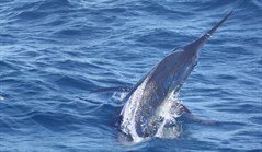 IMG_2418_239x139
