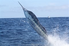 IMG_2423_240x160