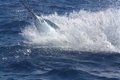 IMG_2424_240x160
